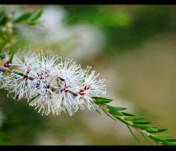Tea Tree Oil