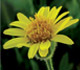 arnica