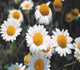 Chamomile img