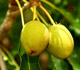 Karite Butter Image