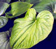 Kava Kava img